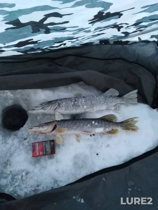 Щука — Лысьвенский, 29 янв. 2019 г.