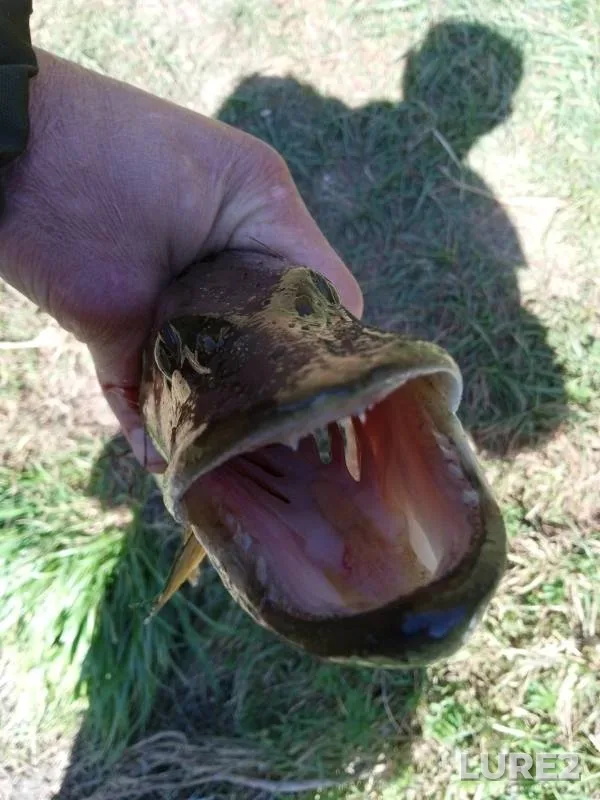 Щука