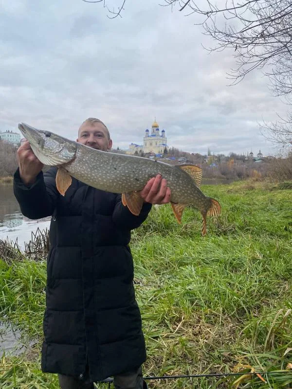 Щука