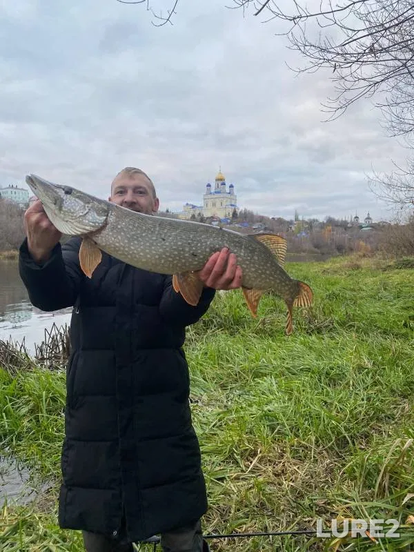 Щука