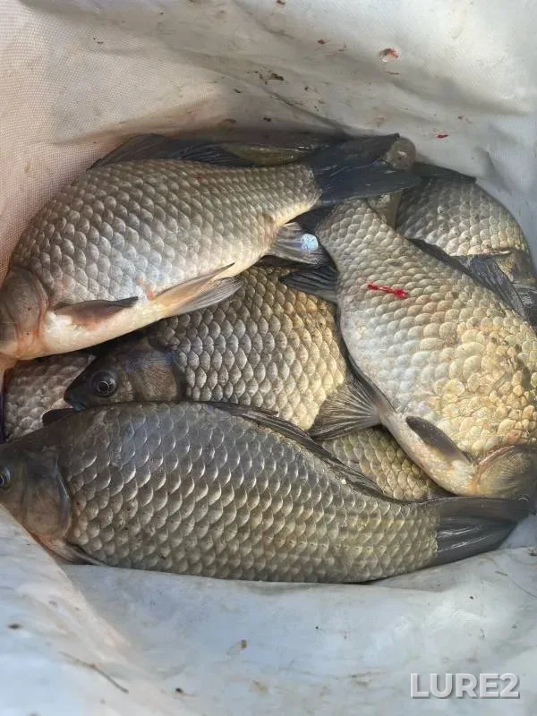 Карась — Куракли-Маян, 05 апр. 2023 г.