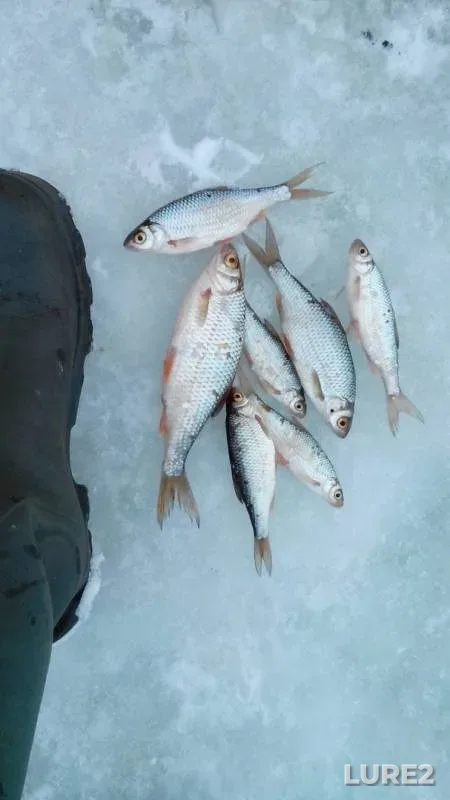 Щука, Плотва — Чусовая, 18 февр. 2019 г.