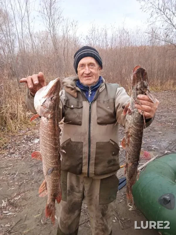 Щука