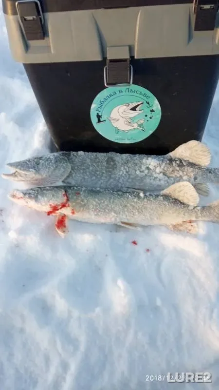 Щука — Лысьвенский, 23 дек. 2018 г.
