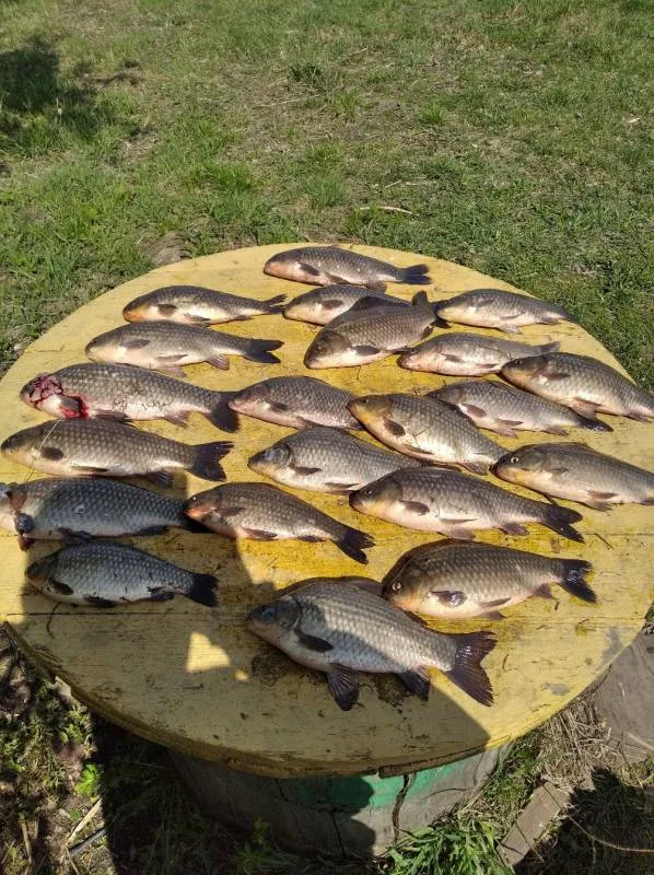 Карась