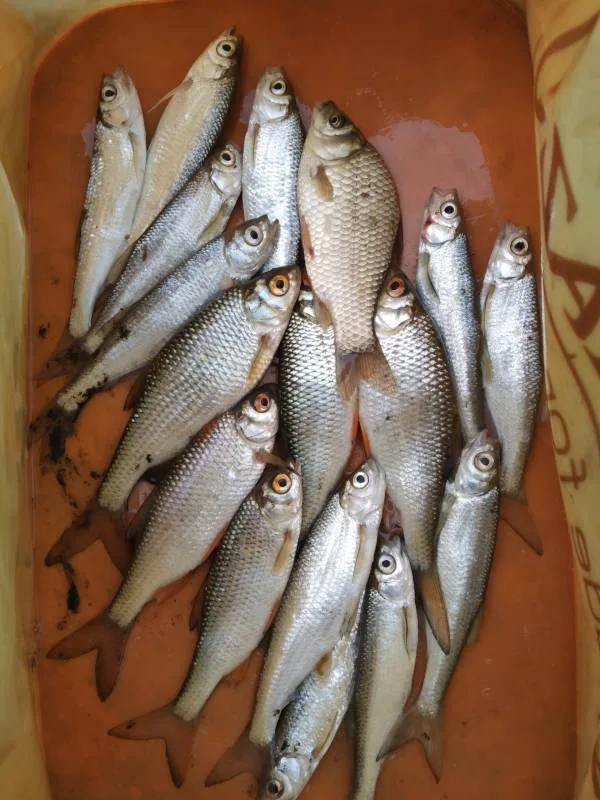 Уклейка, Карась