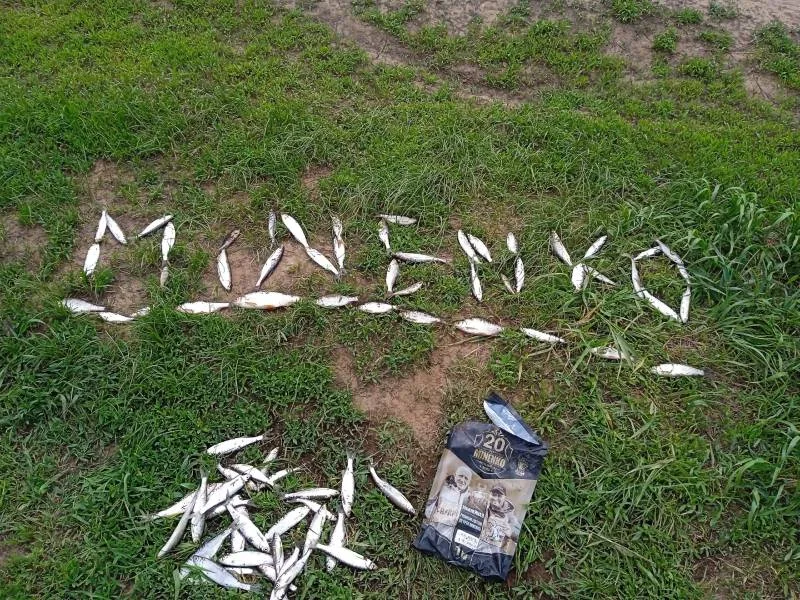 Уклейка, Язь