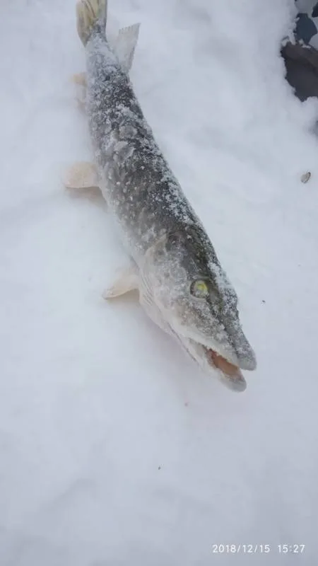Щука