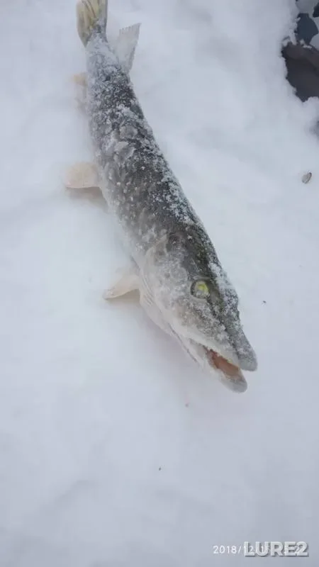 Щука — Лысьвенский, 15 дек. 2018 г.