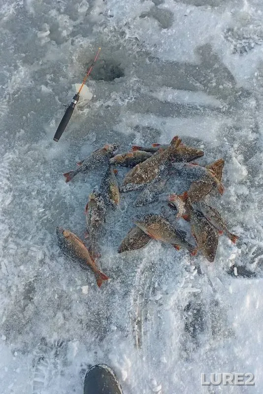 Окунь