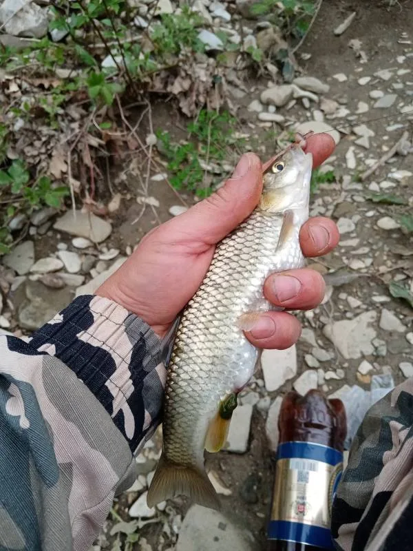 Голавль