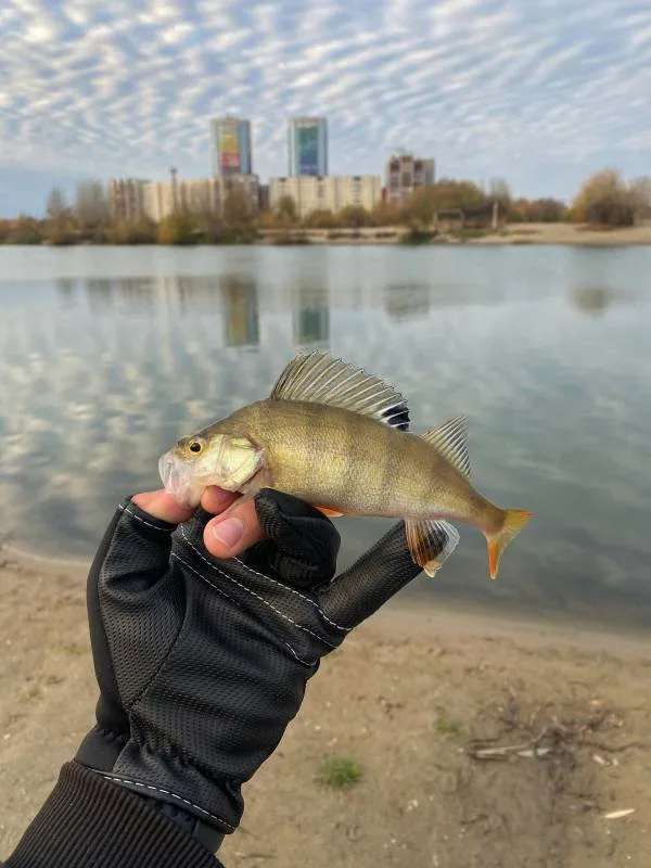 Окунь