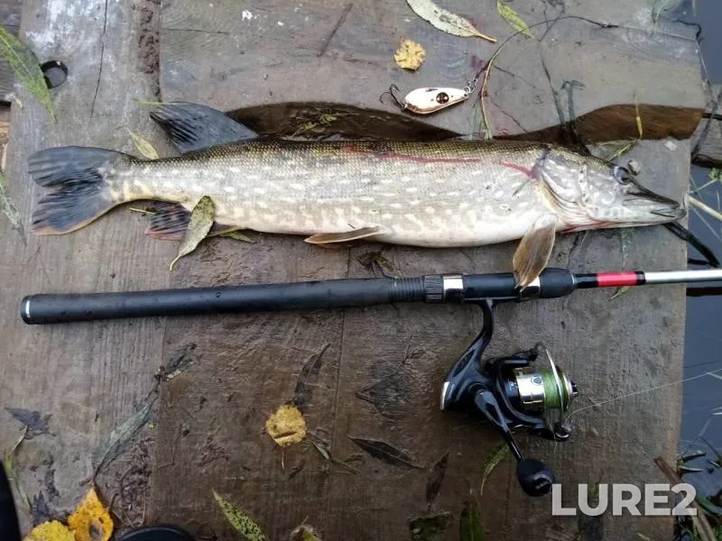 Щука