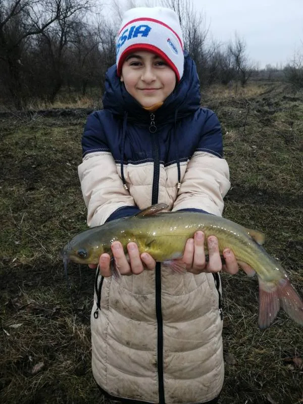 Сом