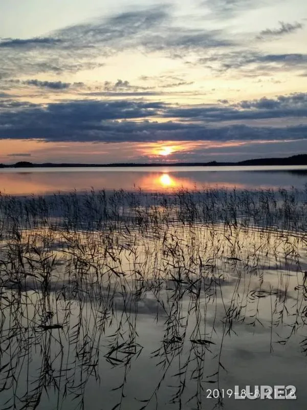 Окунь, Щука