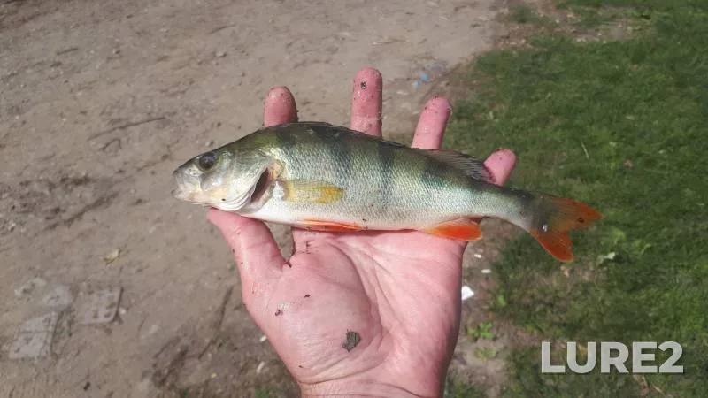 Окунь, Плотва — Новосибирская область, 6 июн. 2022 г.