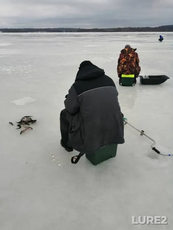 Окунь