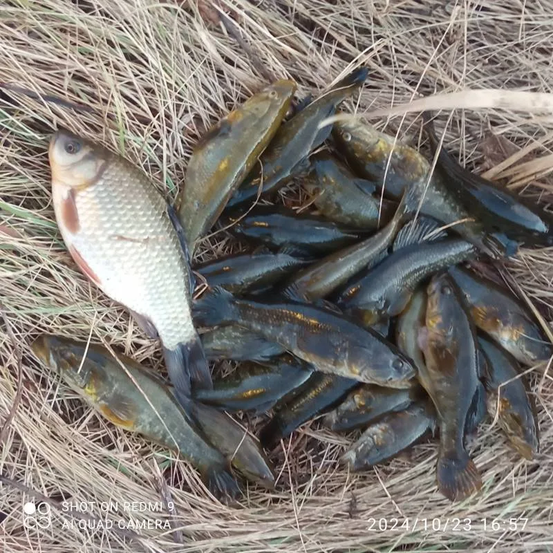 Карась