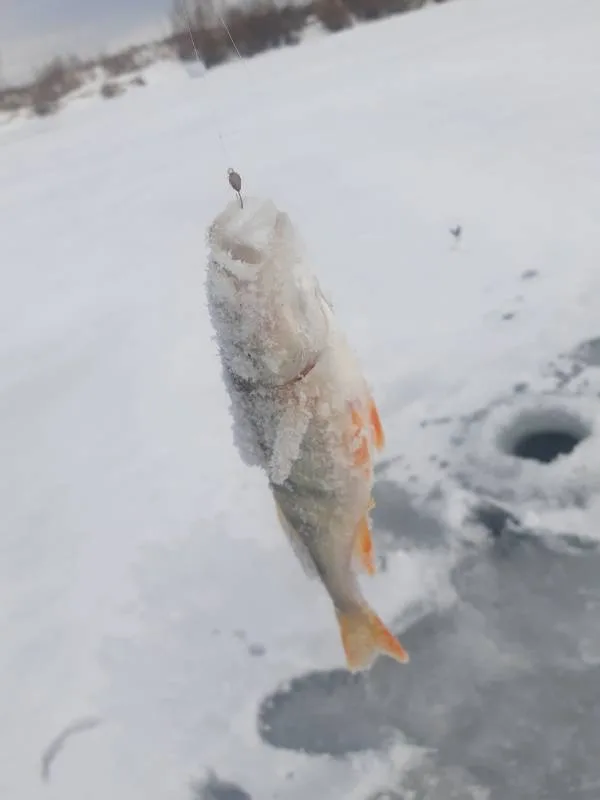 Лещ, Окунь
