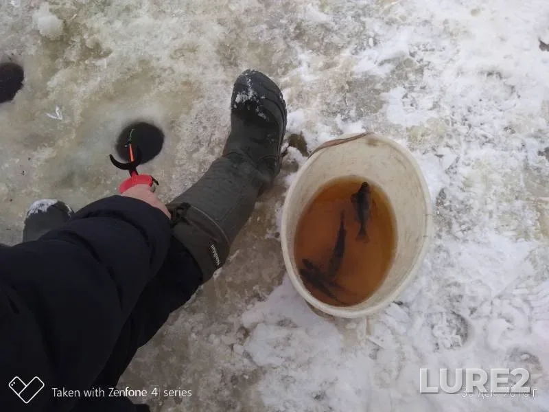 Окунь