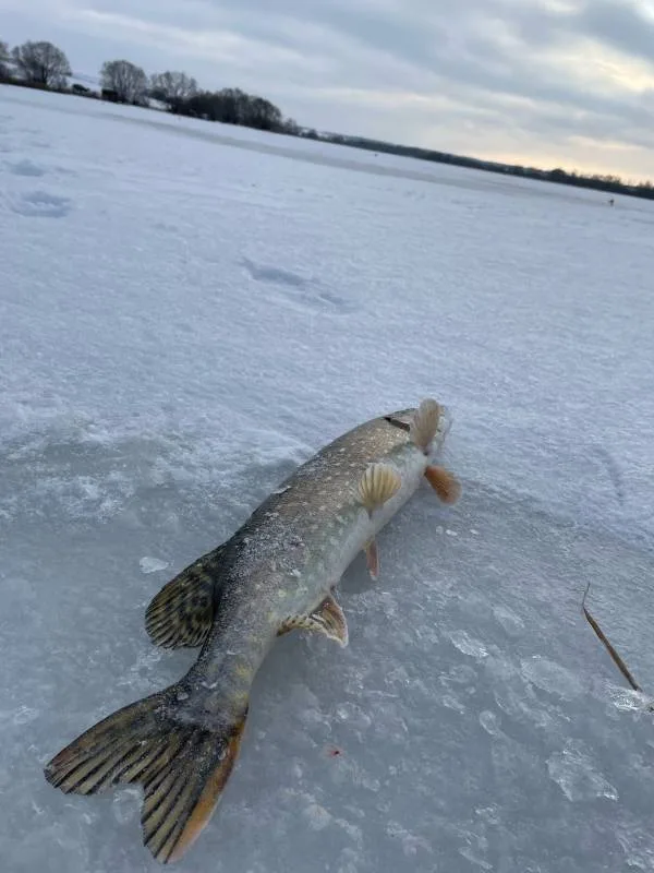 Щука