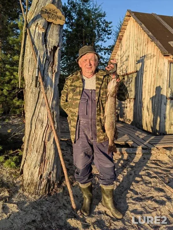 Окунь, Щука
