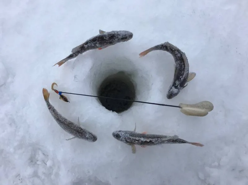 Окунь