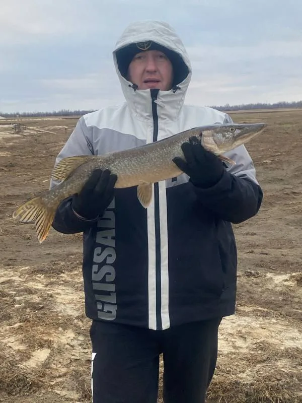 Щука