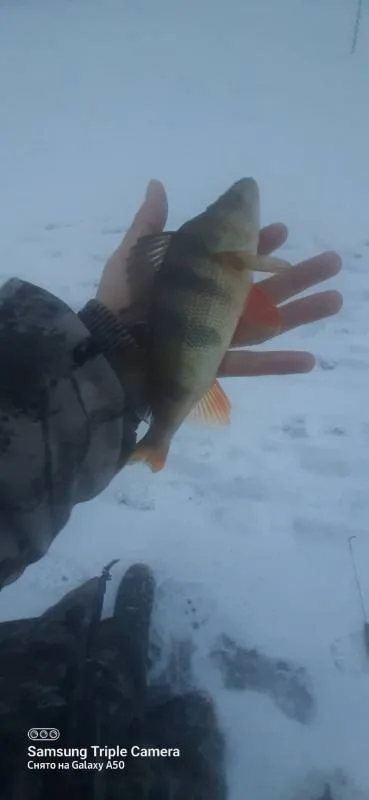 Окунь
