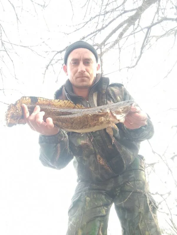 Налим