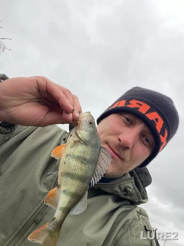 Окунь, Судак