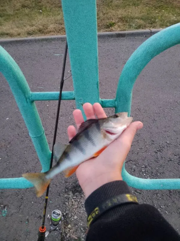 Окунь