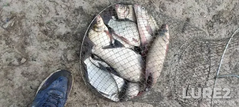 Лещ, Карась — Тура, 11 авг. 2024 г.