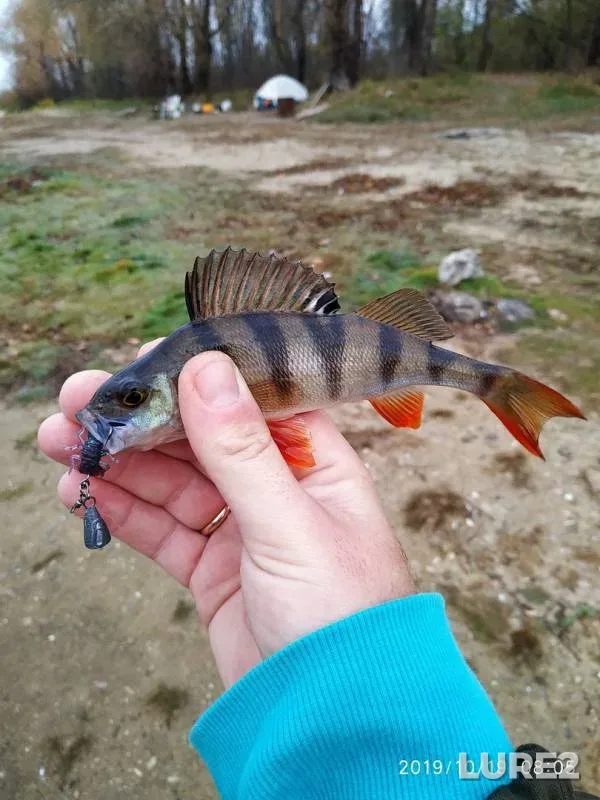 Окунь — Володькино, 19 окт. 2019 г.