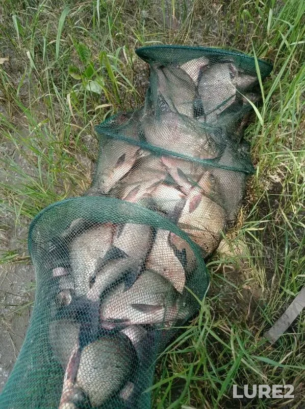 Лещ