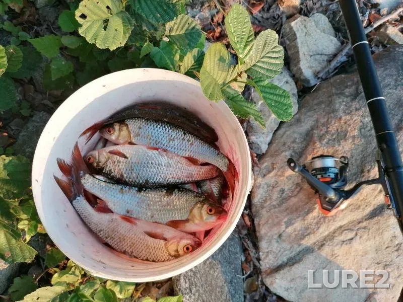 Плотва — Серебры, 27 июл. 2023 г.