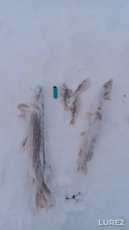 Окунь, Щука — Республика Башкортостан, 03 дек. 2019 г.