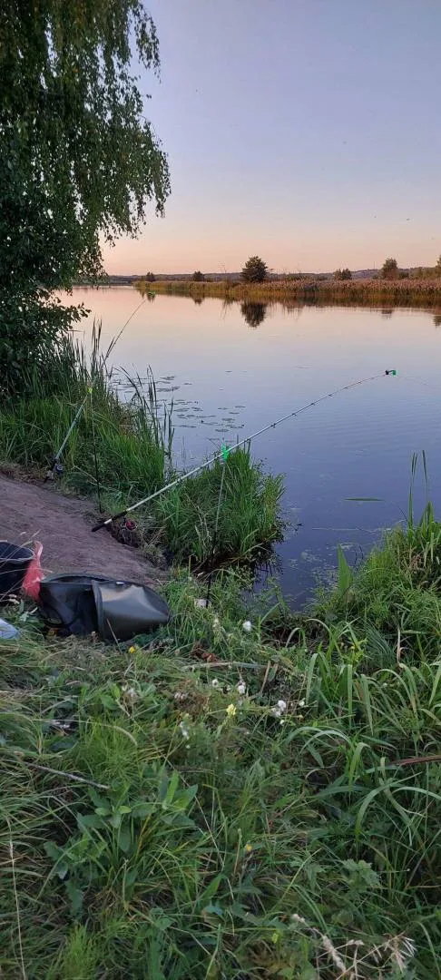 Лещ, Карась