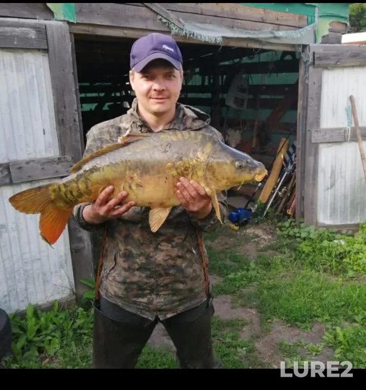 Карп