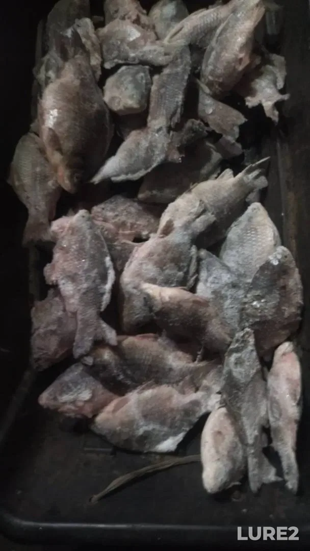 Карась