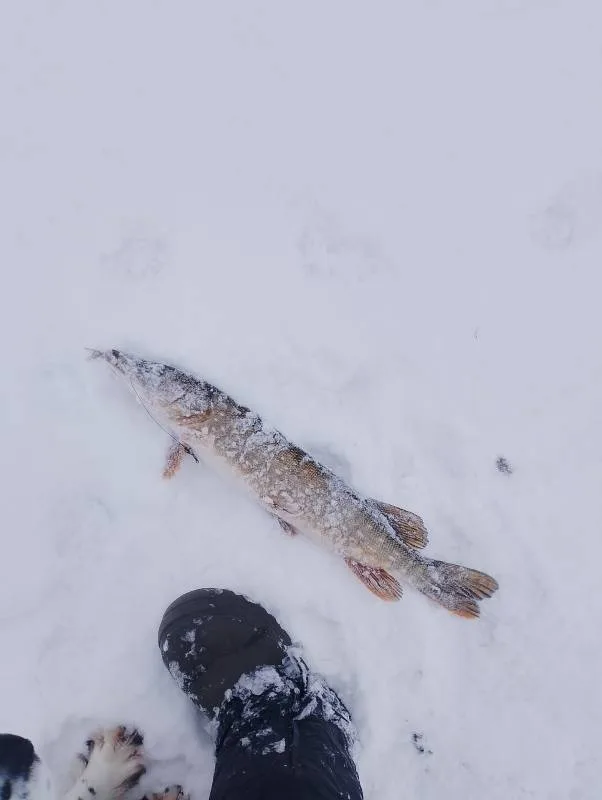Щука
