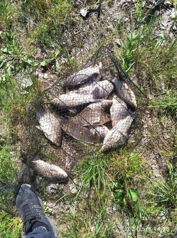 Карась