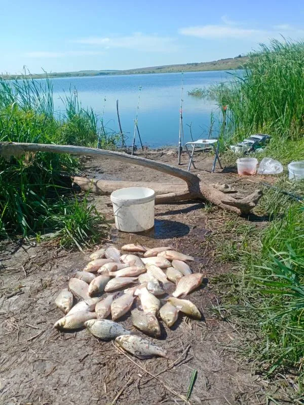 Карась