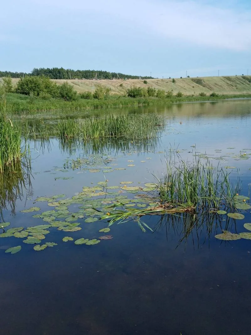 Голавль