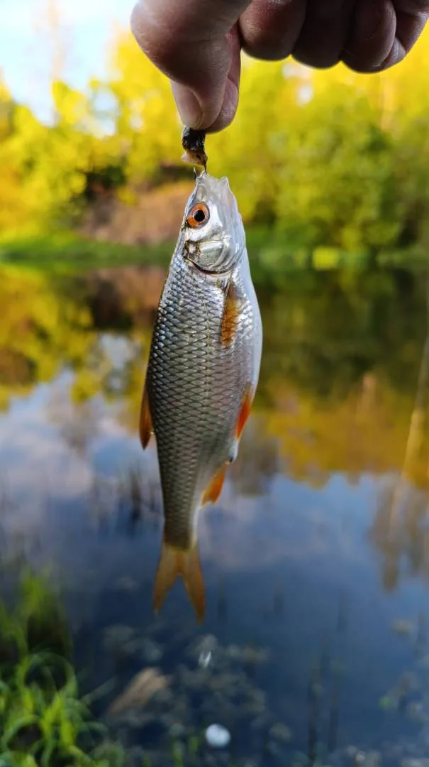 Красноперка