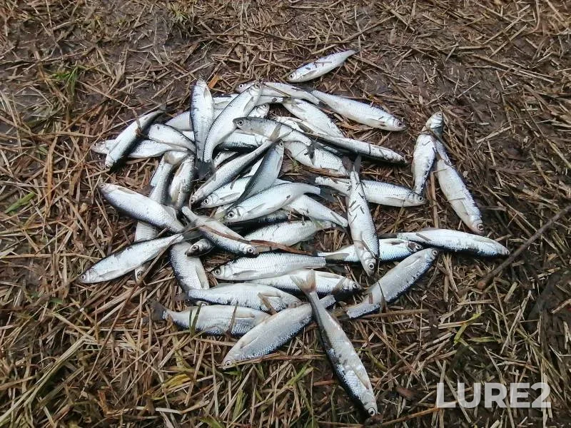 Уклейка