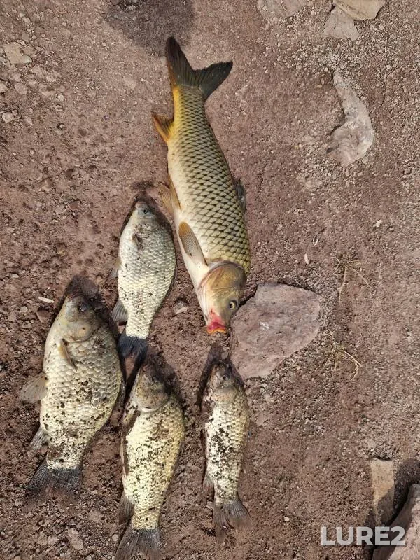 Карась