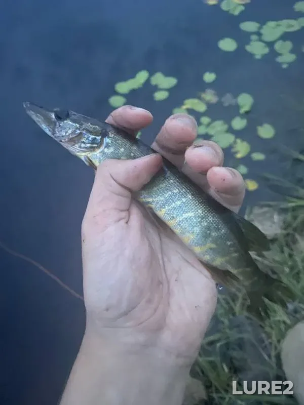 Щука