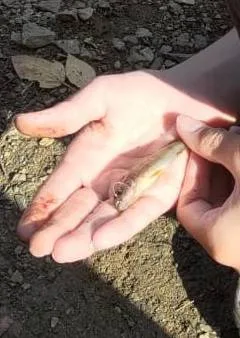 Окунь