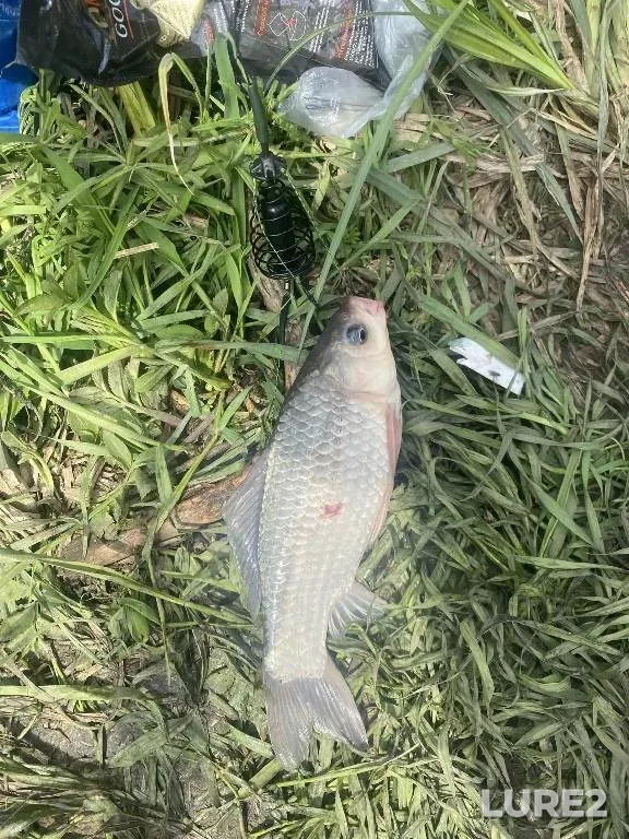 Карась